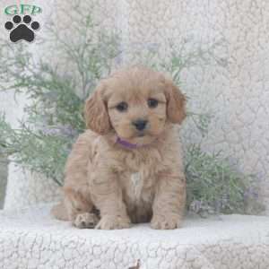 Honey, Cavachon Puppy